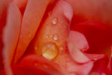 rose petal and water drops Poster och Canvastavla