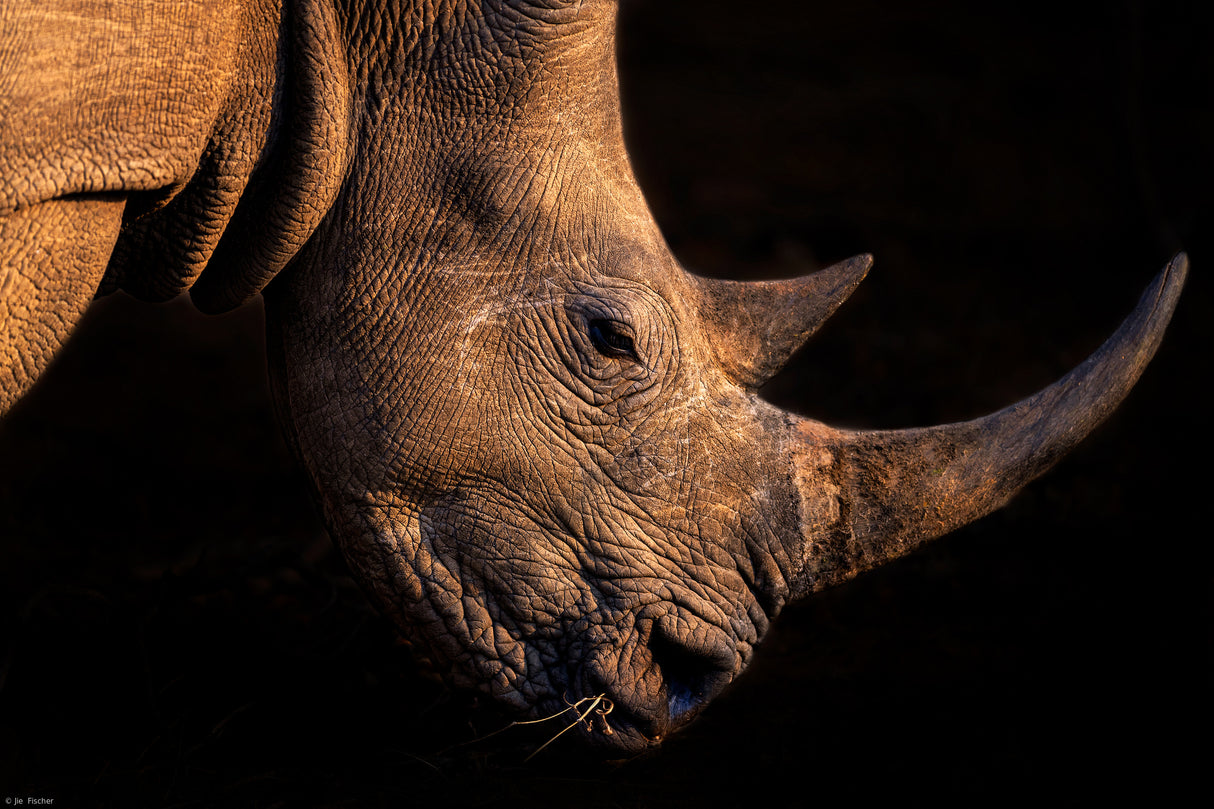 Rhinoceros Poster och Canvastavla