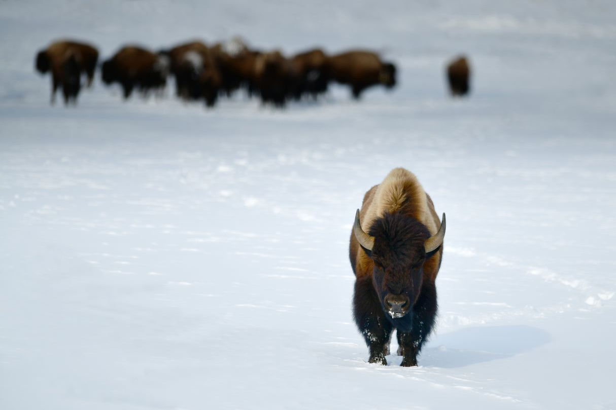 ALPHA MALE BISON Poster och Canvastavla