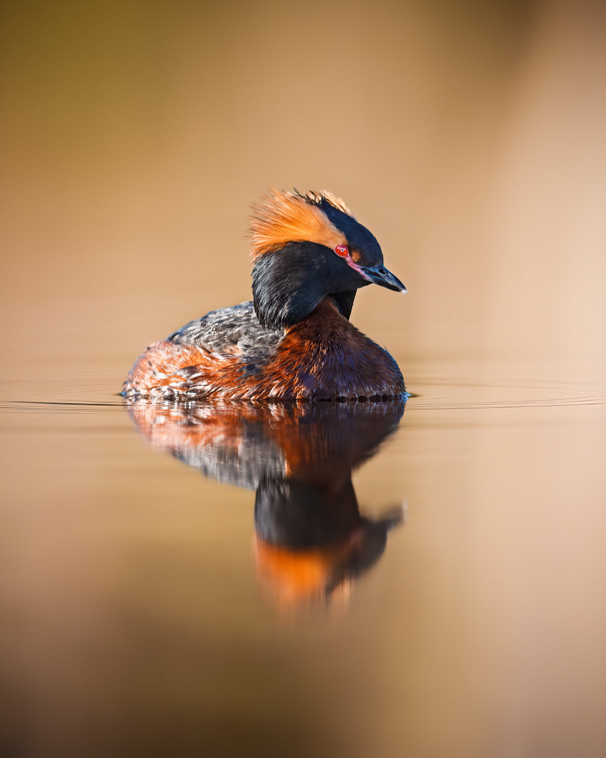 Horned grebe with reflection on a mirror like pond Poster och Canvastavla