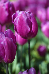 purple tulip Poster och Canvastavla