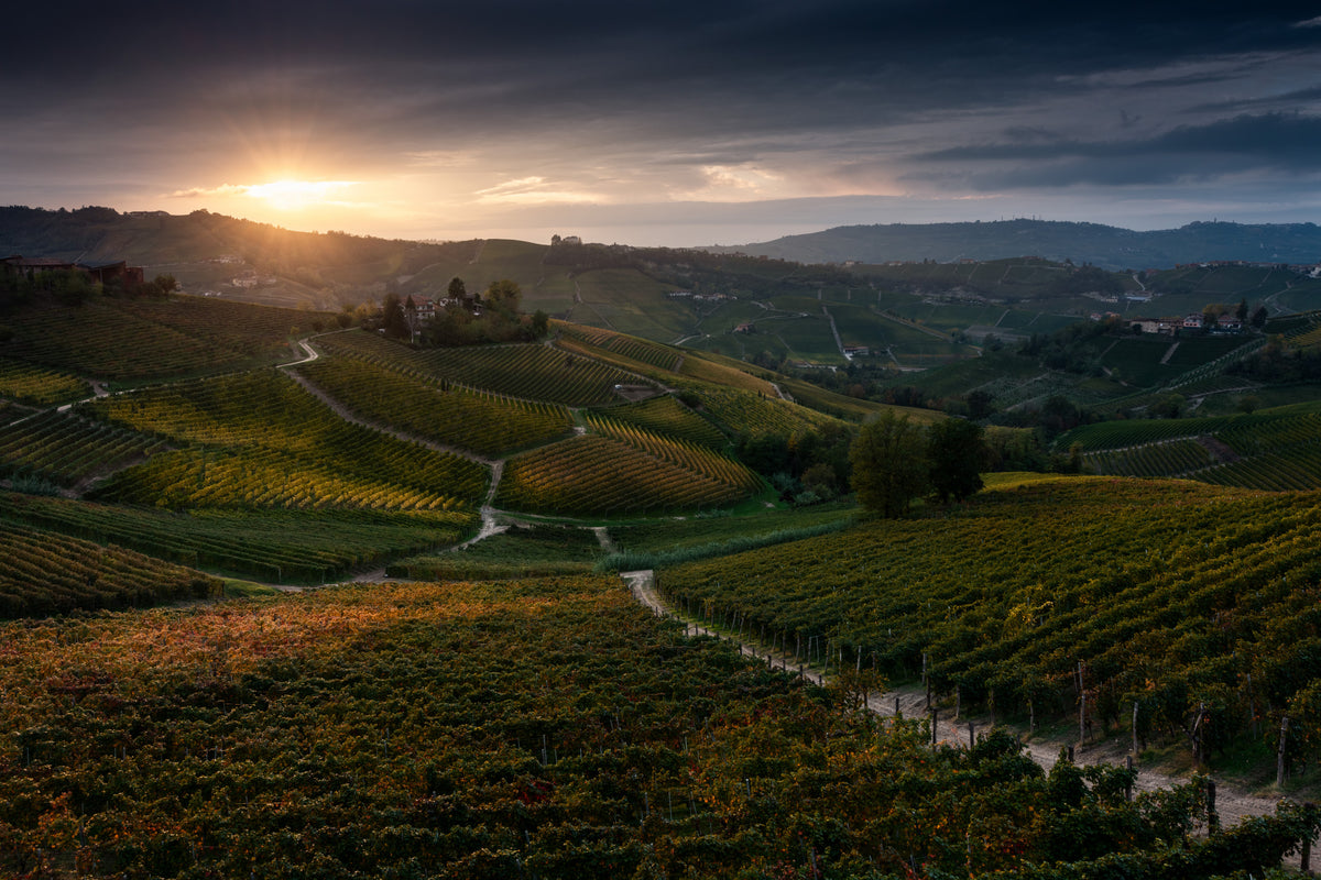 Vineyards Poster och Canvastavla