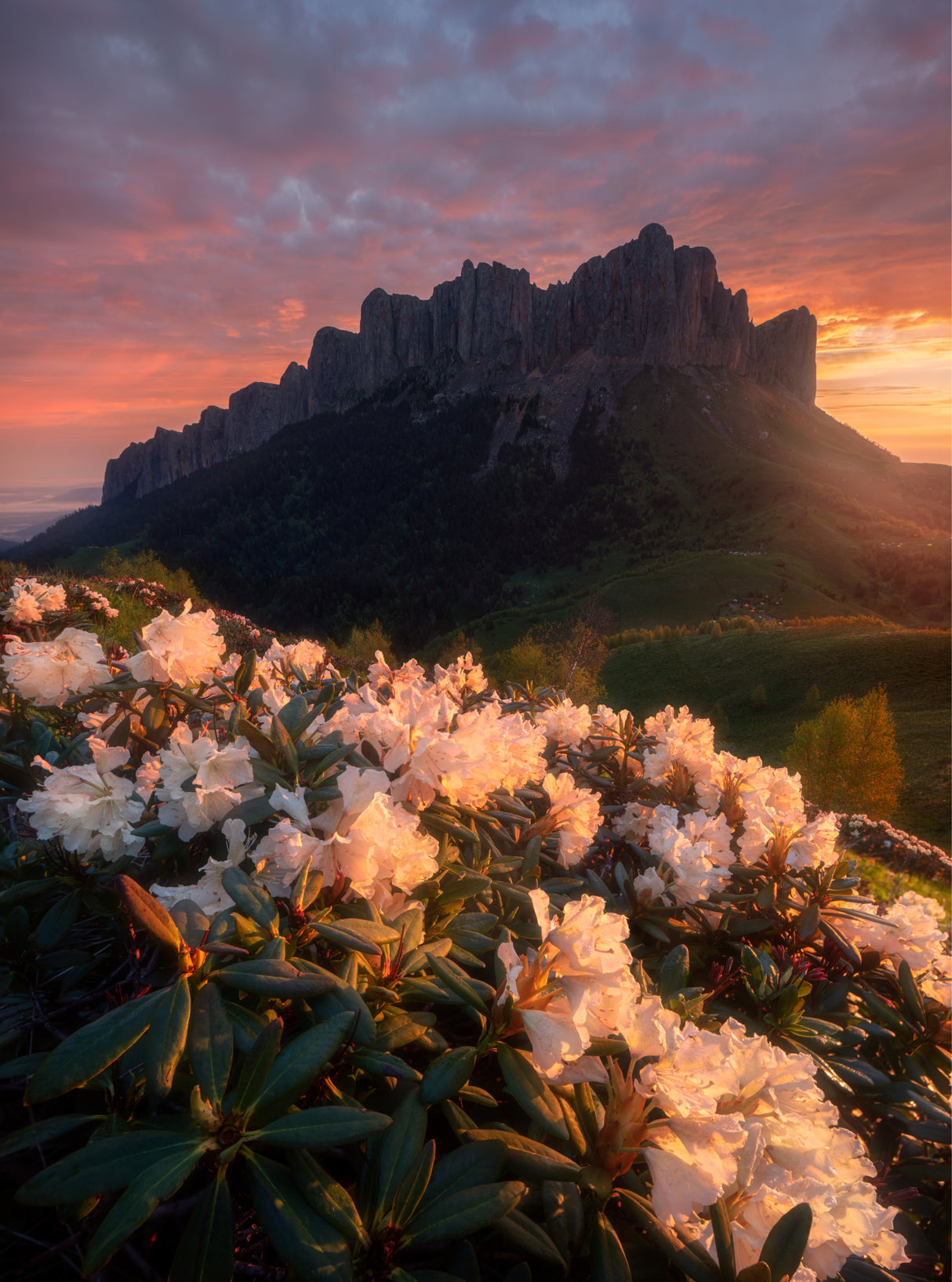 Flowers on the mountainside Poster och Canvastavla