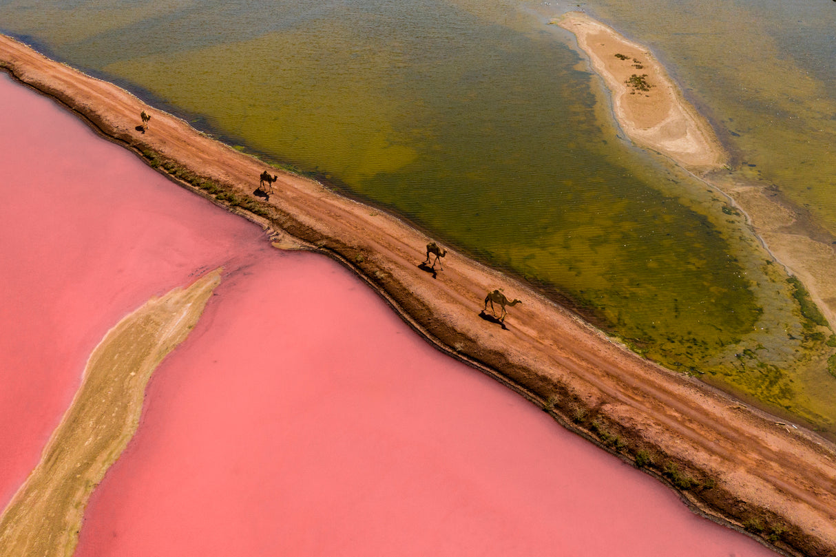Pink Lake Poster och Canvastavla