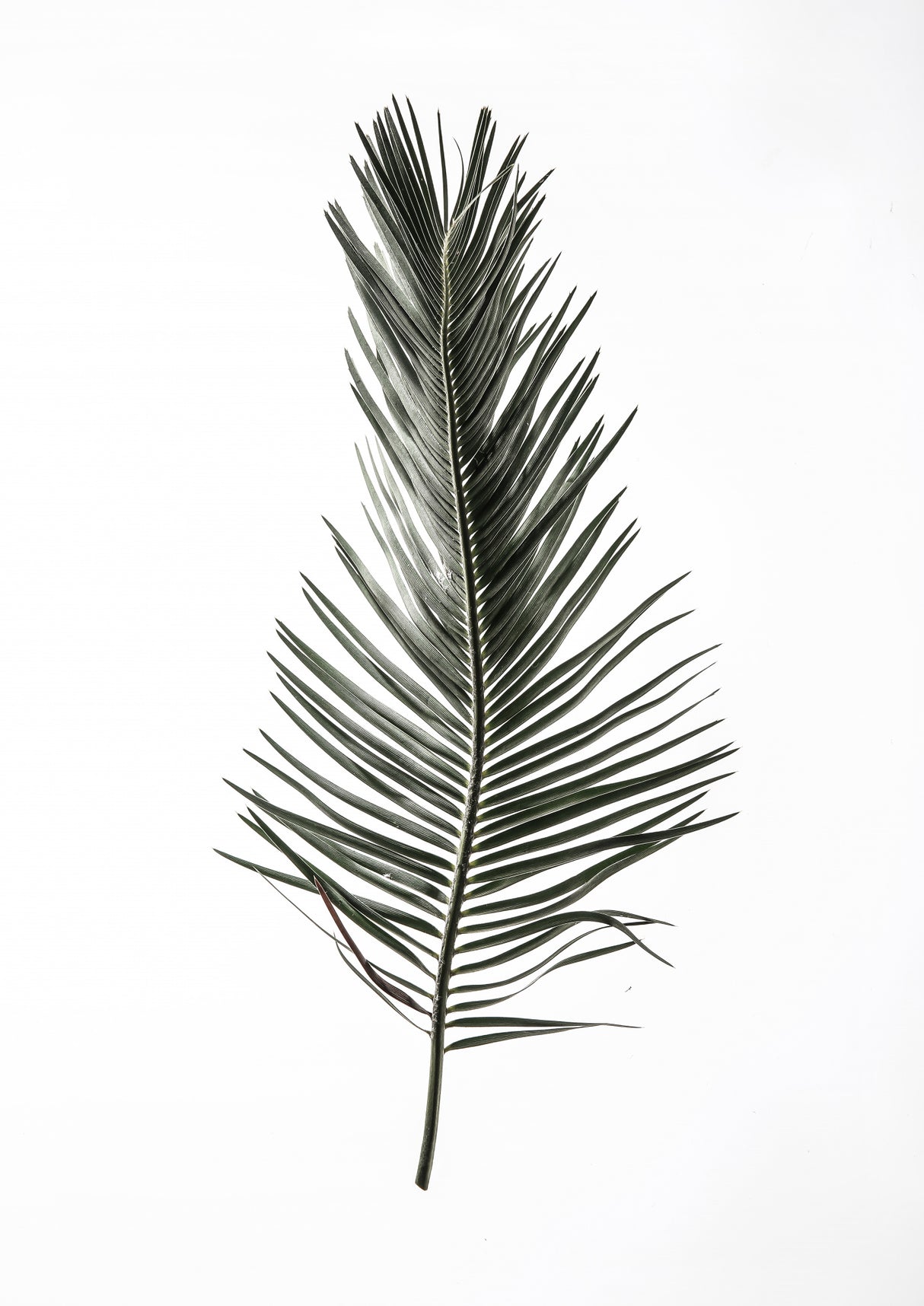 Leaf Study 03 Poster och Canvastavla