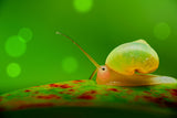 Leptopoma nitidum Poster och Canvastavla