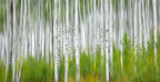 Aspen Forest Poster och Canvastavla