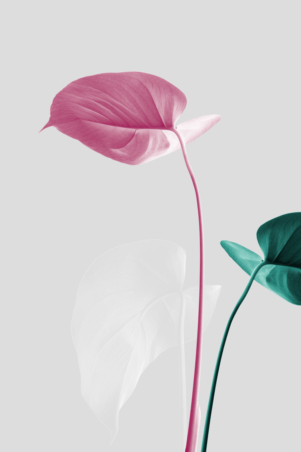 Monstera Creative 18 Poster och Canvastavla