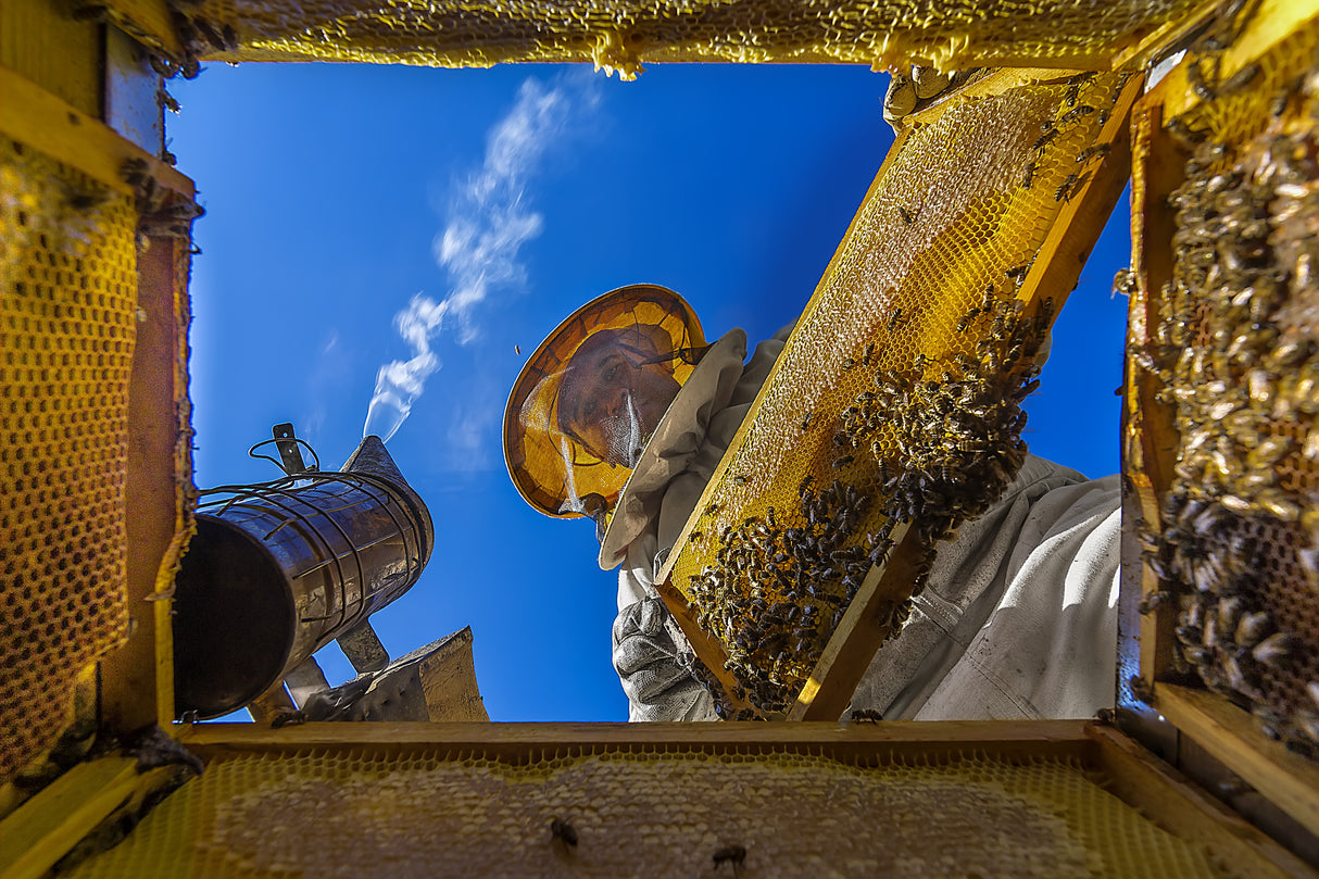 honey Poster och Canvastavla