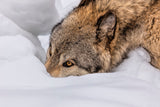 Wolf in The Snow Poster och Canvastavla