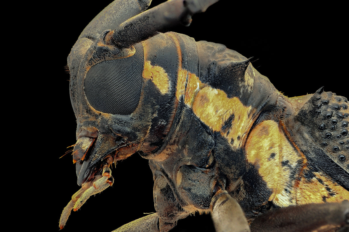 Longhorn Beetle Poster och Canvastavla