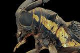 Longhorn Beetle Poster och Canvastavla