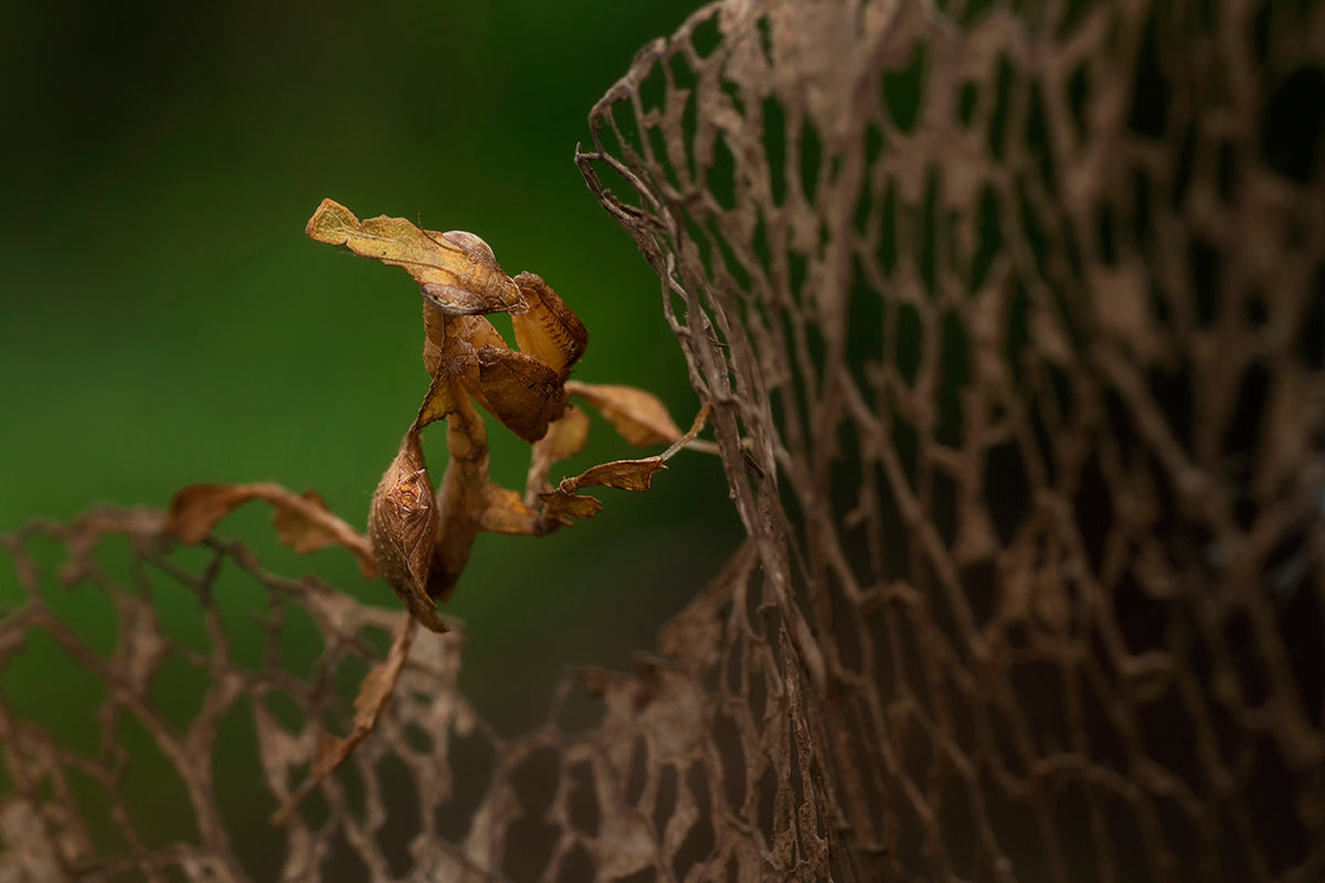 ghost mantis Poster och Canvastavla