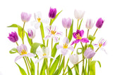 Tulipa Spring Poster och Canvastavla