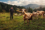 A Day in the Carpathian Mountains Poster och Canvastavla