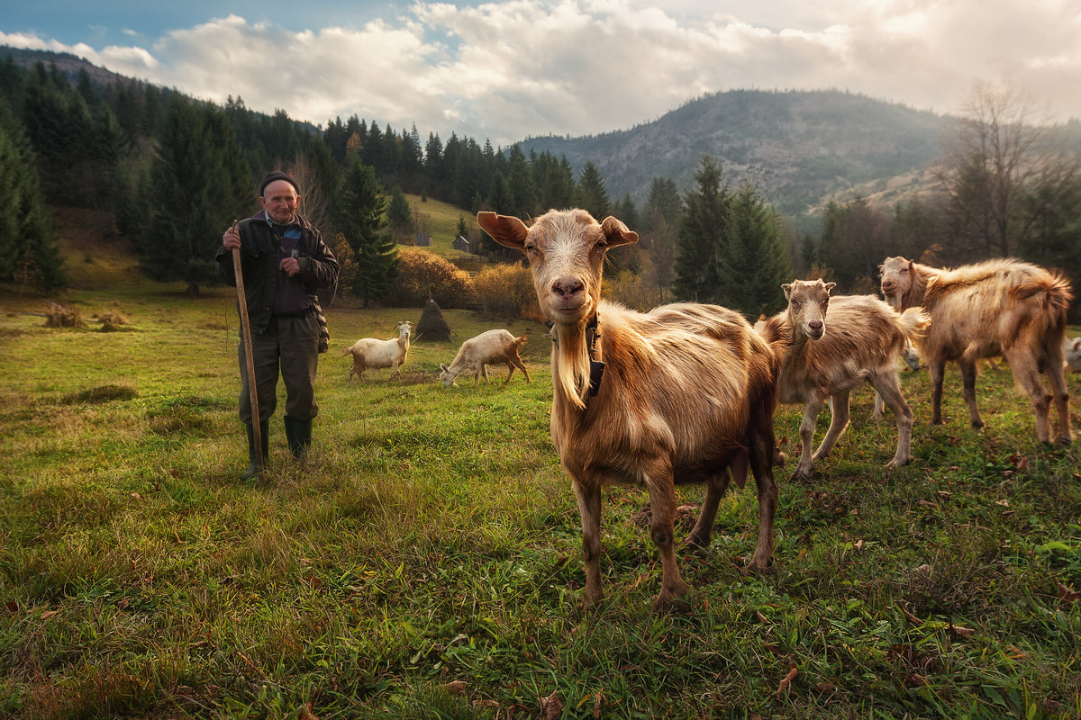 A Day in the Carpathian Mountains Poster och Canvastavla