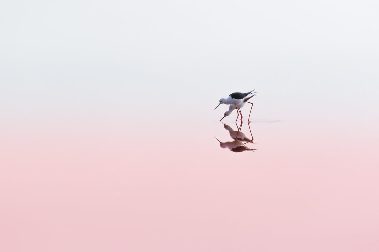 Black Winged Stilts Poster och Canvastavla