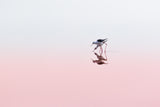 Black Winged Stilts Poster och Canvastavla