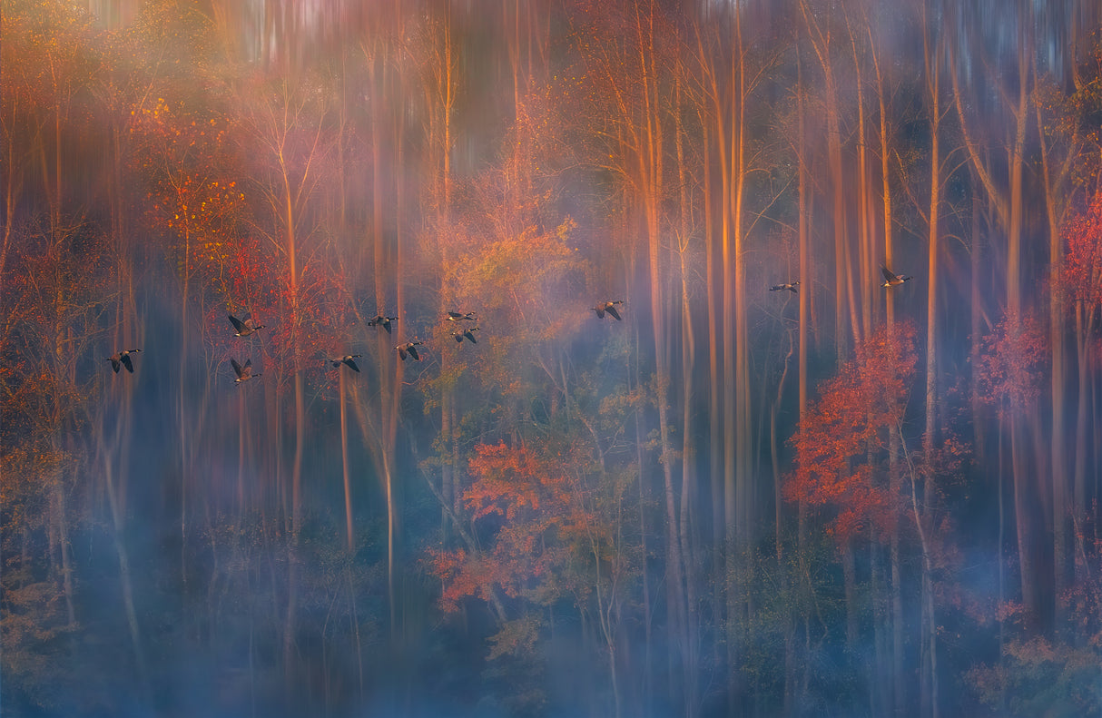 Misty Morning Poster och Canvastavla