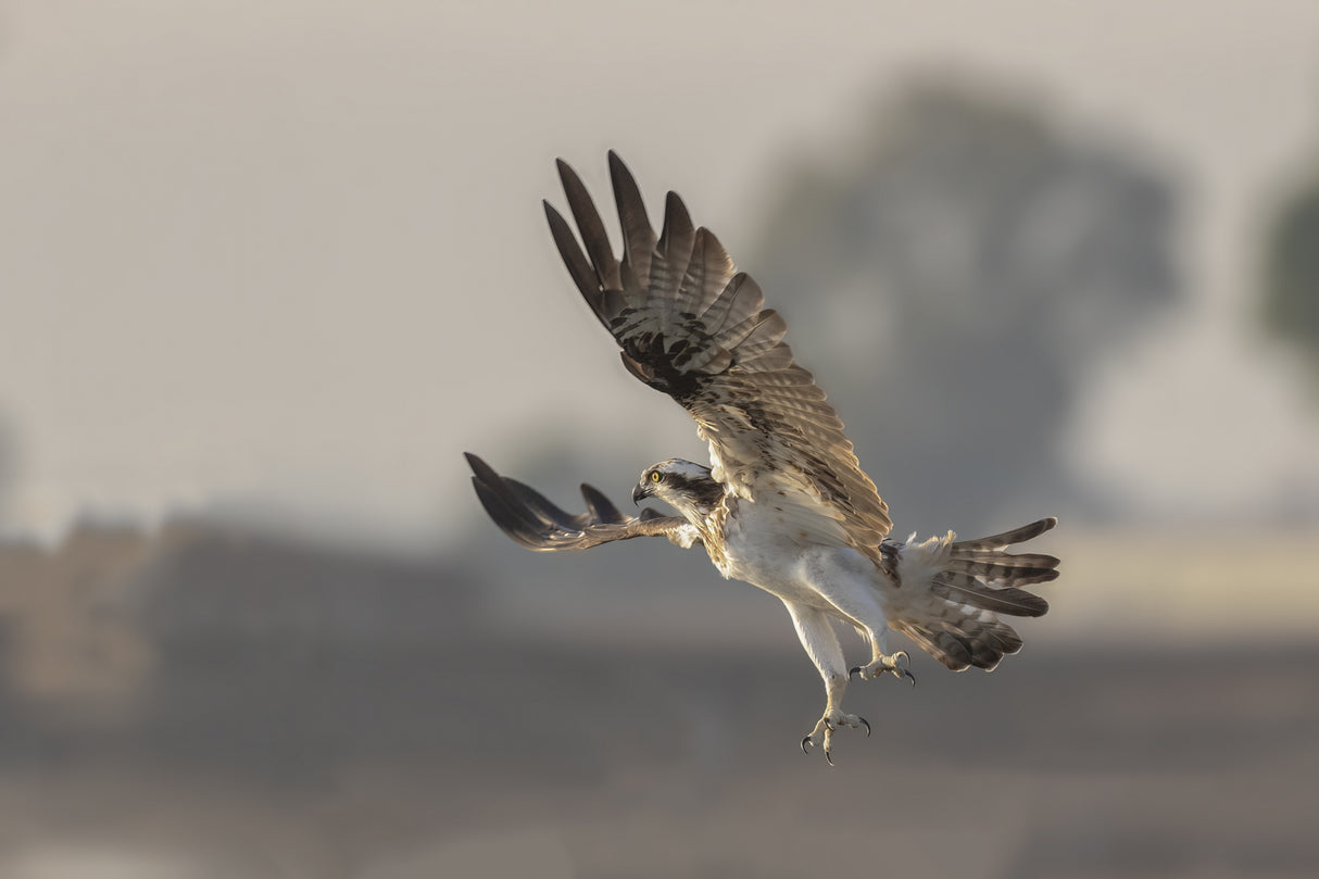 Osprey Poster och Canvastavla