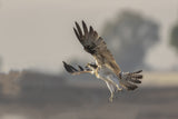 Osprey Poster och Canvastavla