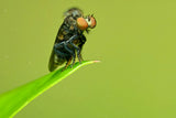 Asilidae02 Poster och Canvastavla