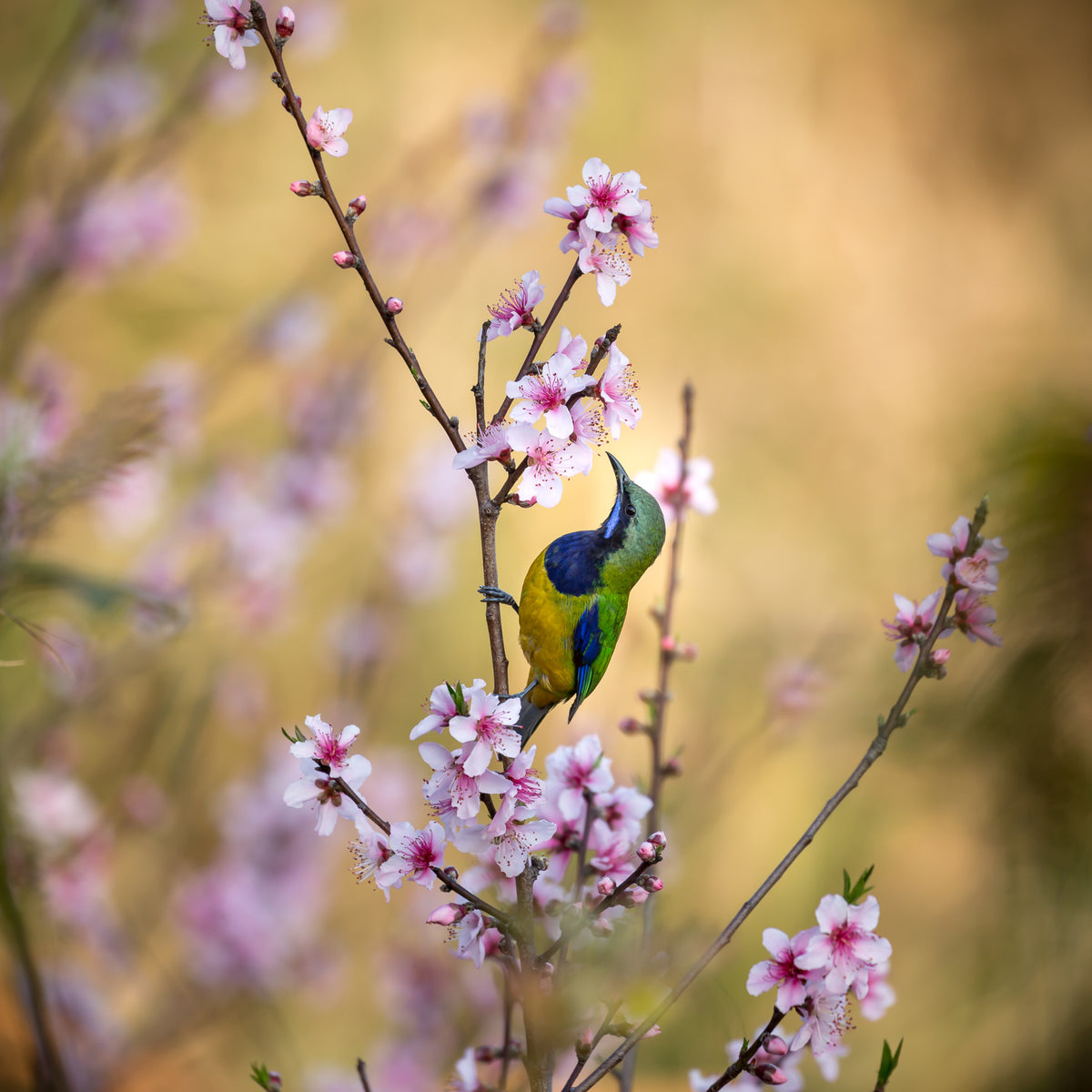 Bird Whispering to the Peach Flower Poster och Canvastavla