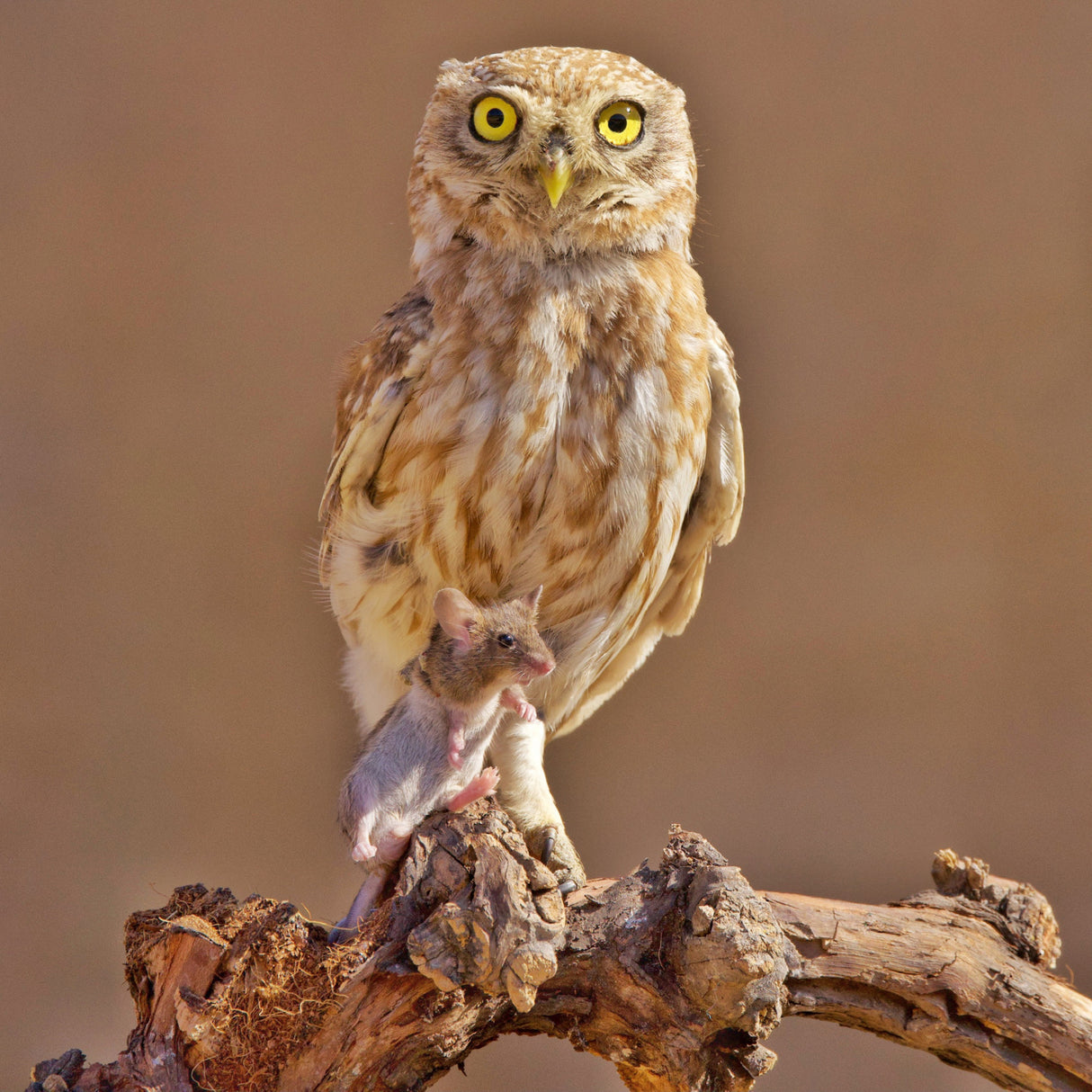 Little Owl Poster och Canvastavla