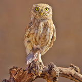 Little Owl Poster och Canvastavla