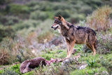 Iberian wolf Poster och Canvastavla