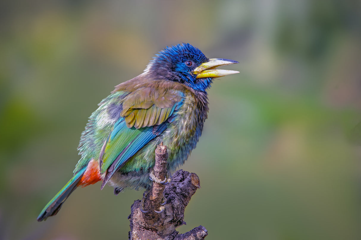 Great  Barbet Poster och Canvastavla