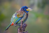 Great  Barbet Poster och Canvastavla