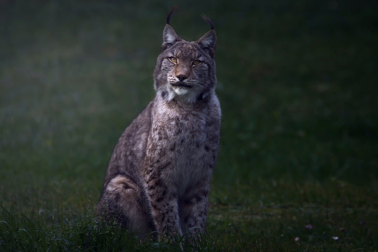 Fine art Lynx. Poster och Canvastavla
