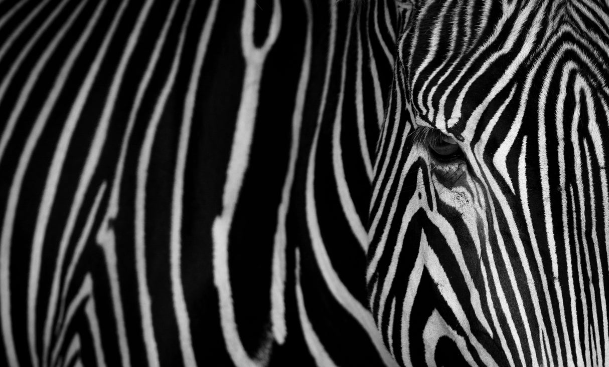 Stripes Poster och Canvastavla