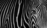 Stripes Poster och Canvastavla
