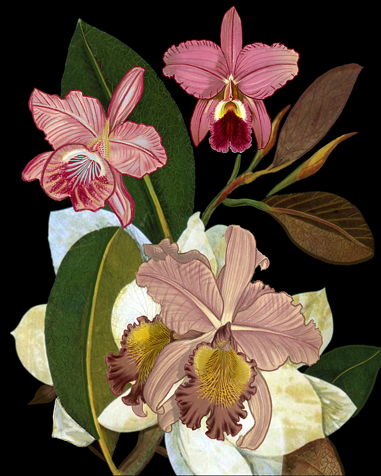 Orchids for Phyllis Botanical Poster och Canvastavla