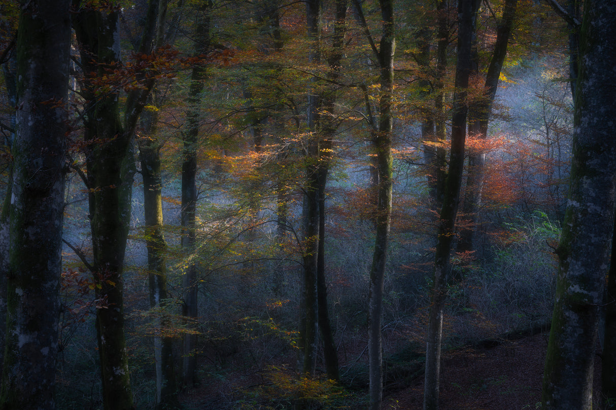 The fairy forest Poster och Canvastavla