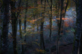 The fairy forest Poster och Canvastavla