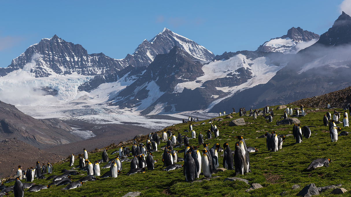 The Eden of Penguins Poster och Canvastavla