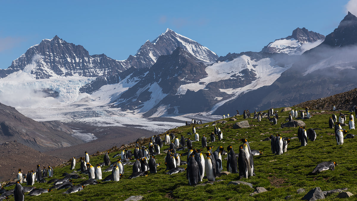 The Eden of Penguins Poster och Canvastavla