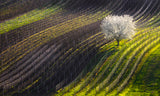 Strings of spring Poster och Canvastavla