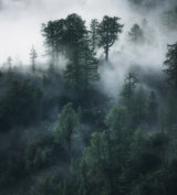 Elven forest Poster och Canvastavla