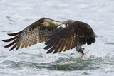 Osprey Poster och Canvastavla