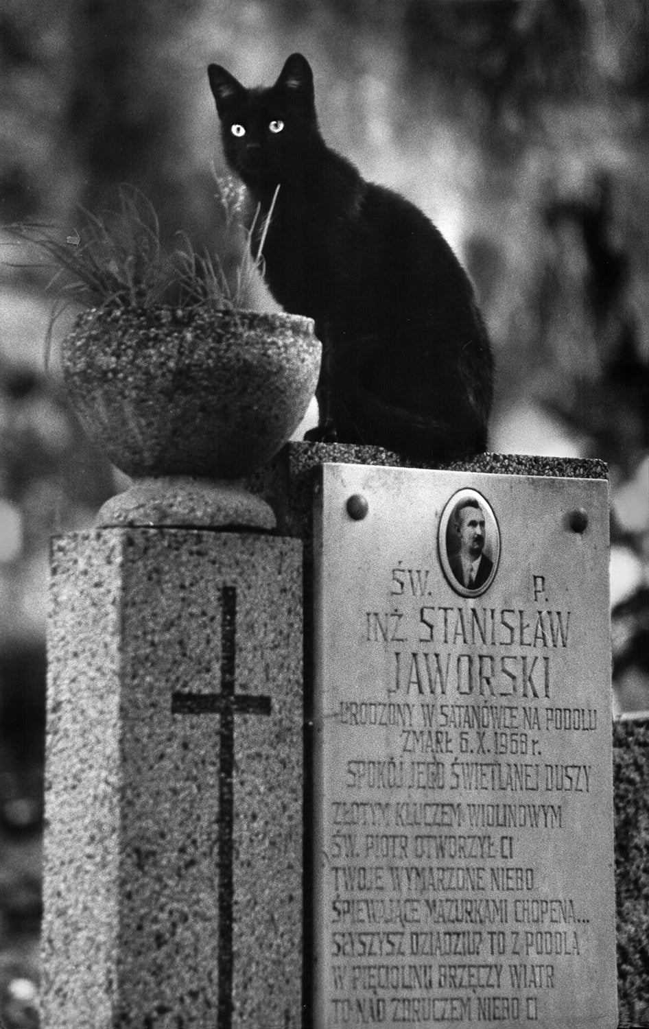 Incarnation - from "Kittysnaps Poster och Canvastavla