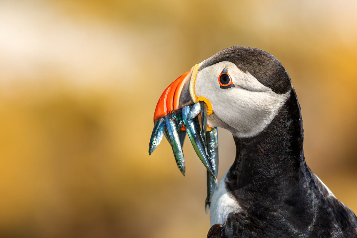 Saltee Islands - Atlantic Puffin Poster och Canvastavla