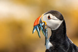 Saltee Islands - Atlantic Puffin Poster och Canvastavla