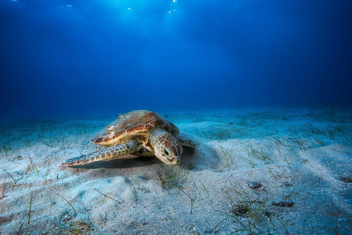 Green turtle in the blue Poster och Canvastavla