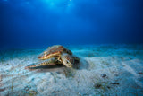 Green turtle in the blue Poster och Canvastavla