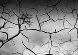 Living in a drought Poster och Canvastavla