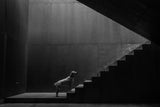 On the threshold of a dream Poster och Canvastavla